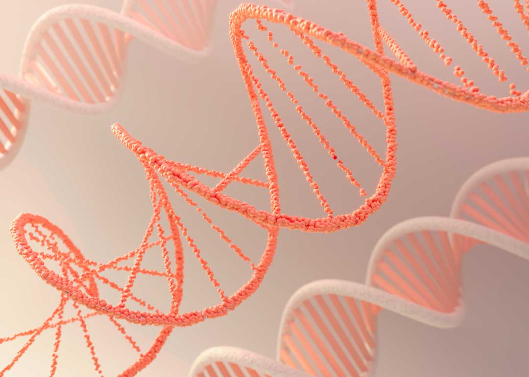 L’ADN: El llibre de la vida