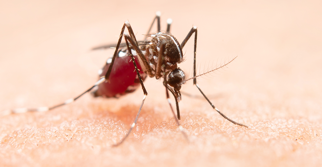 La malària, una malaltia sovint oblidada