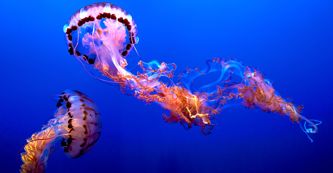 Les meduses: les noves reines dels oceans