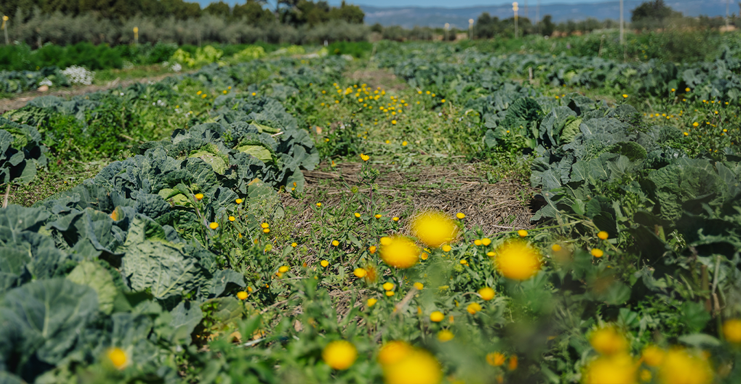 L’agricultura regenerativa ja té regles del joc: consens científic i del sector per evitar el greenwashing