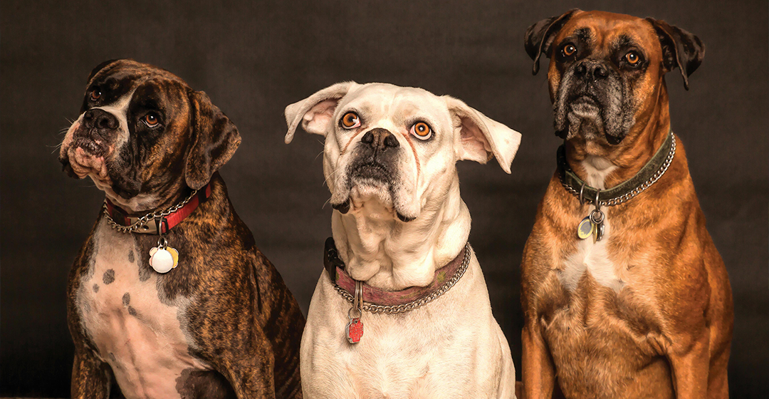 Gossos, més que mascotes