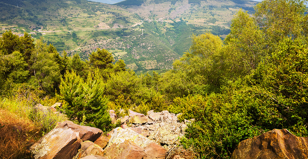 Efectes de les sequeres extremes en els matollars i les pastures