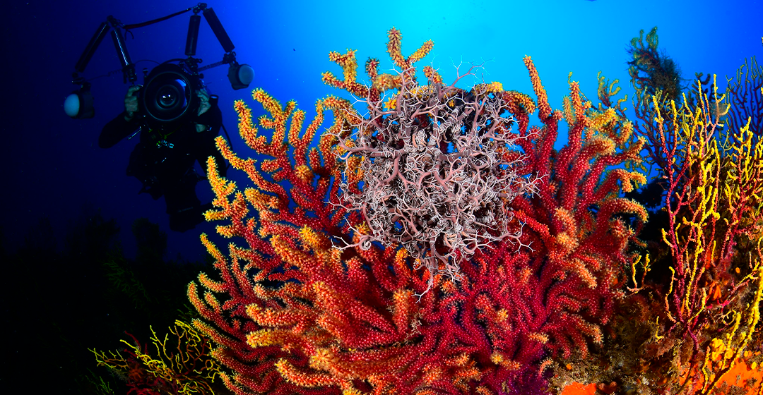 Milers d’ulls sota l’aigua: la ciència ciutadana fa història al litoral català