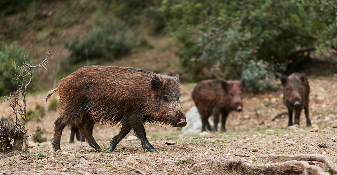 La pesta porcina africana reapareix a Catalunya: què hem de saber