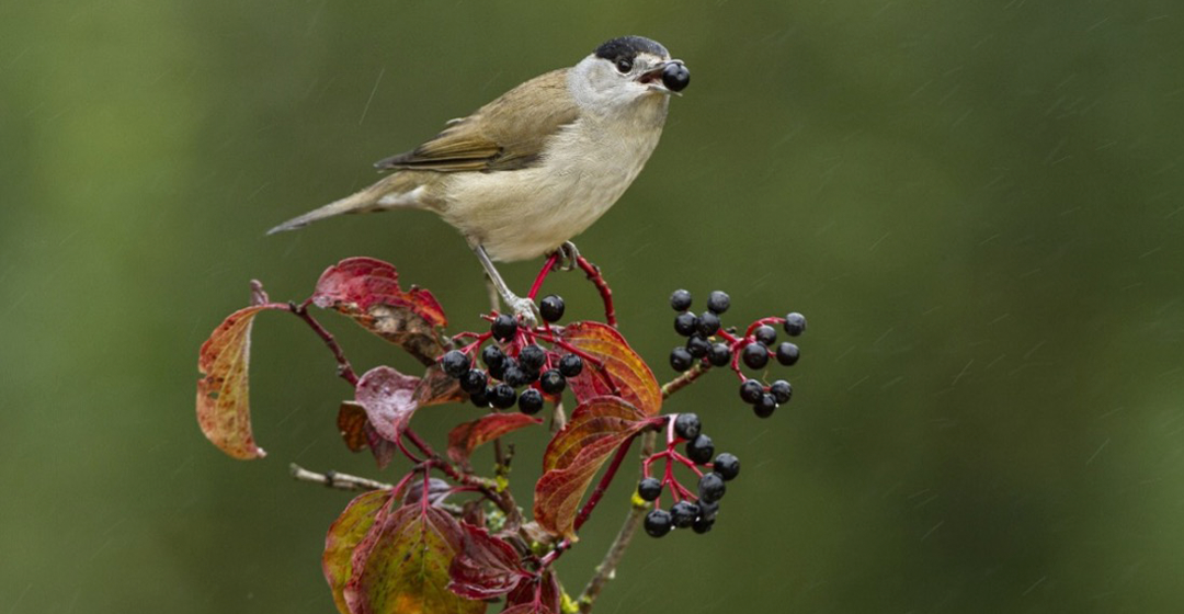 Els ocells migrants, els grans jardiners invisibles del planeta
