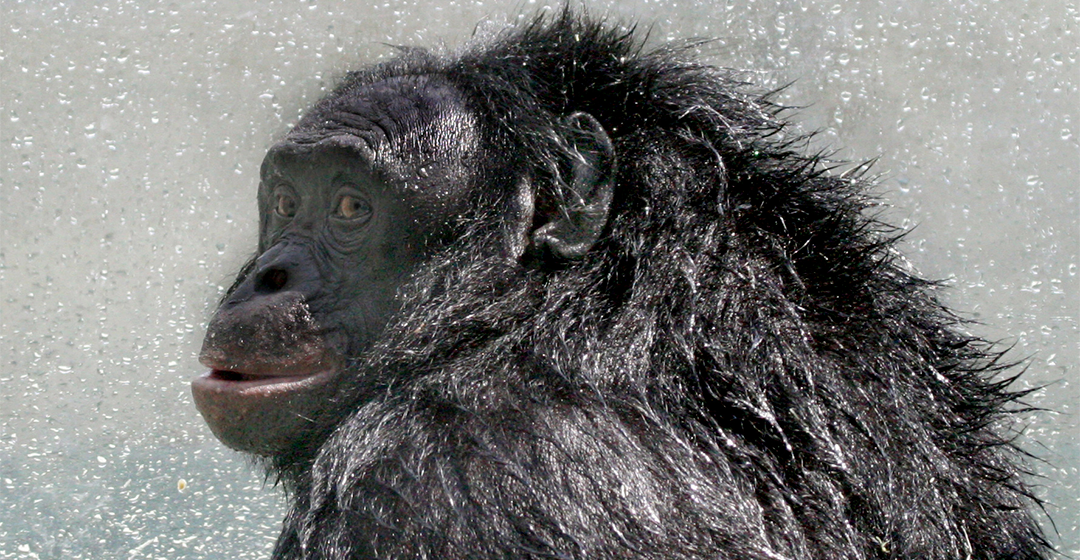 Els humans no som els únics amb capacitat d’imaginar