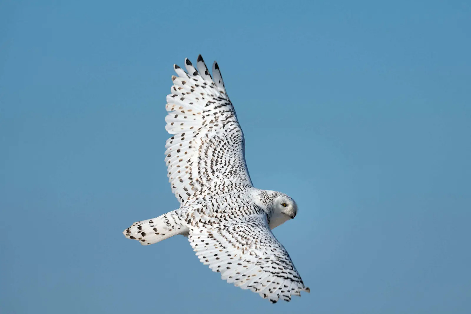 Gairebé la meitat de les espècies migratòries del món estan en declivi