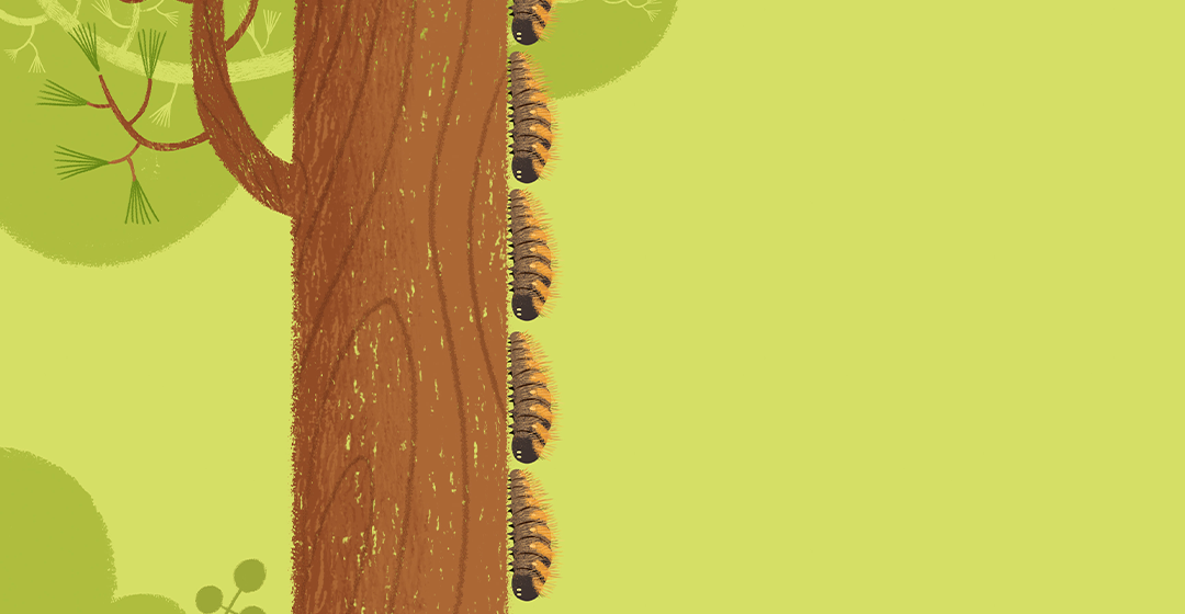 La processionària del pi cada cop més prematura